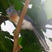 Crested Coua
